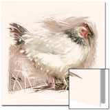 Light Sussex Hen