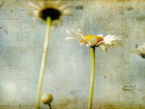 Study of White Daisies