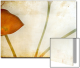 Study of Calla Lily