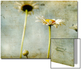 Study of White Daisies