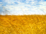 Golden Grass in the Wind