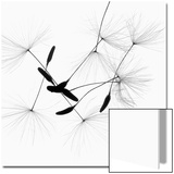 Dandelion Spores on White