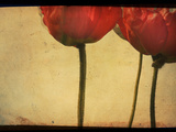 Study of Red Poppies