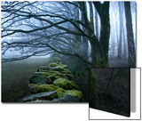 Moss Covered Stone Wall and Trees in Dense Fog