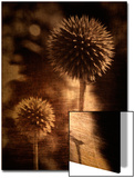 Sepia Dandelions