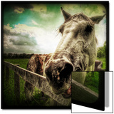 Horse Baring Teeth