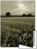 Suffolk Field