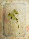 Clematis Copie