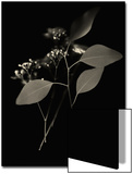 Small White Flower Buds and Leaves