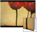 Study of Red Poppies