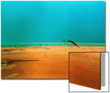 Kite Flying on Golden Beach