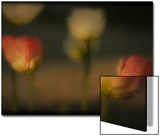 Study of Flowers