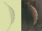 Contrasting Magnolia Leaves