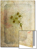 Clematis Copie
