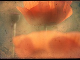 Study of Orange Poppies