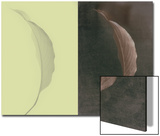 Contrasting Magnolia Leaves