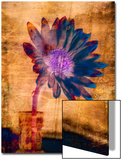 Purple Daisy