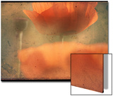 Study of Orange Poppies