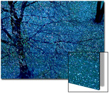 Autumn Tree in Blue  Green  and Purple