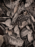Sepia Leaves