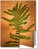 Fern Leaves