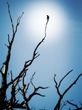 Bird Perched on Branches Reaching to the Sky