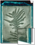 Negative Fern Leaves