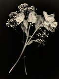 Wilted White Rose and Baby's Breath in Black and White
