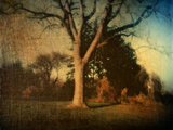 Memories of a Tree