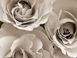 Three White Roses