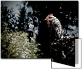 Black Spotted Rooster in Field