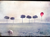 Lamb by Row of Trees and Red Balloon