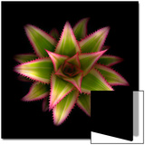 Cactus Star