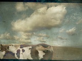 Horse in Field