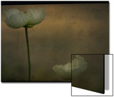 Study of Two White Flowers