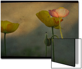 Study of Poppies