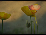 Study of Poppies