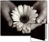 Daisy Cupped in Tired Hands