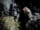 Black Spotted Rooster in Field
