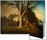 Memories of a Tree