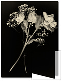 Wilted White Rose and Baby's Breath in Black and White