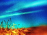 Unfocused Golden Grass