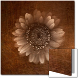 Sepia Gerbera Daisy