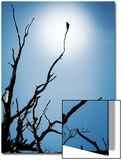 Bird Perched on Branches Reaching to the Sky
