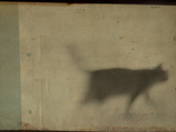Blurred Cat Walking