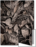 Sepia Leaves