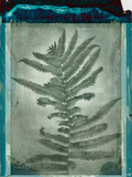 Negative Fern Leaves