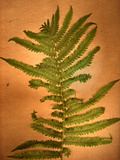 Fern Leaves