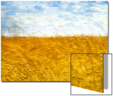 Golden Grass in the Wind