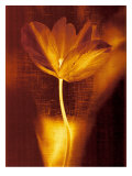Bronze Tulip I